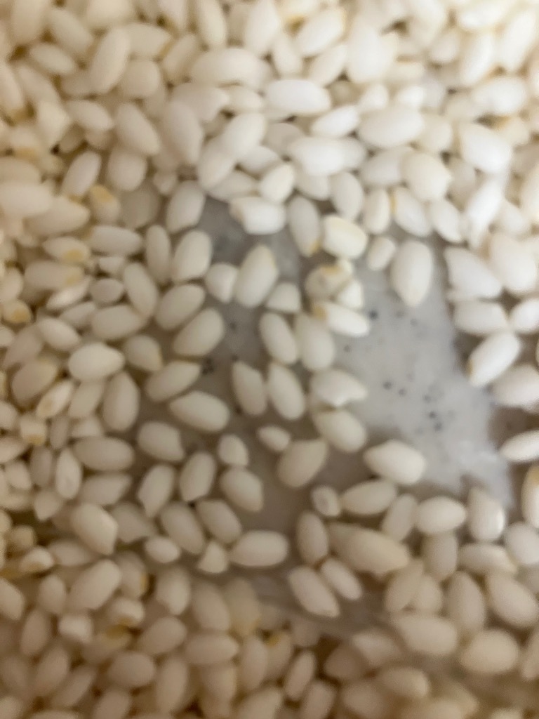 きぬのはだ 新米 令和8年産 もち米 精米 10kg （5kg×2袋）きぬのはだ