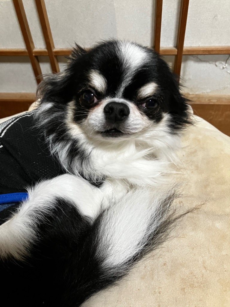 アンチノール プラス 犬用 60粒 サプリメントのレビュー・口コミ