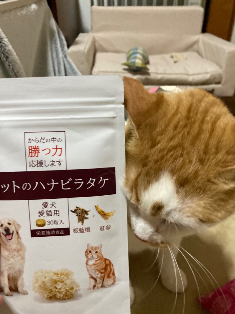 メール便送料無料】 犬猫用サプリメント ペットのハナビラタケ3個