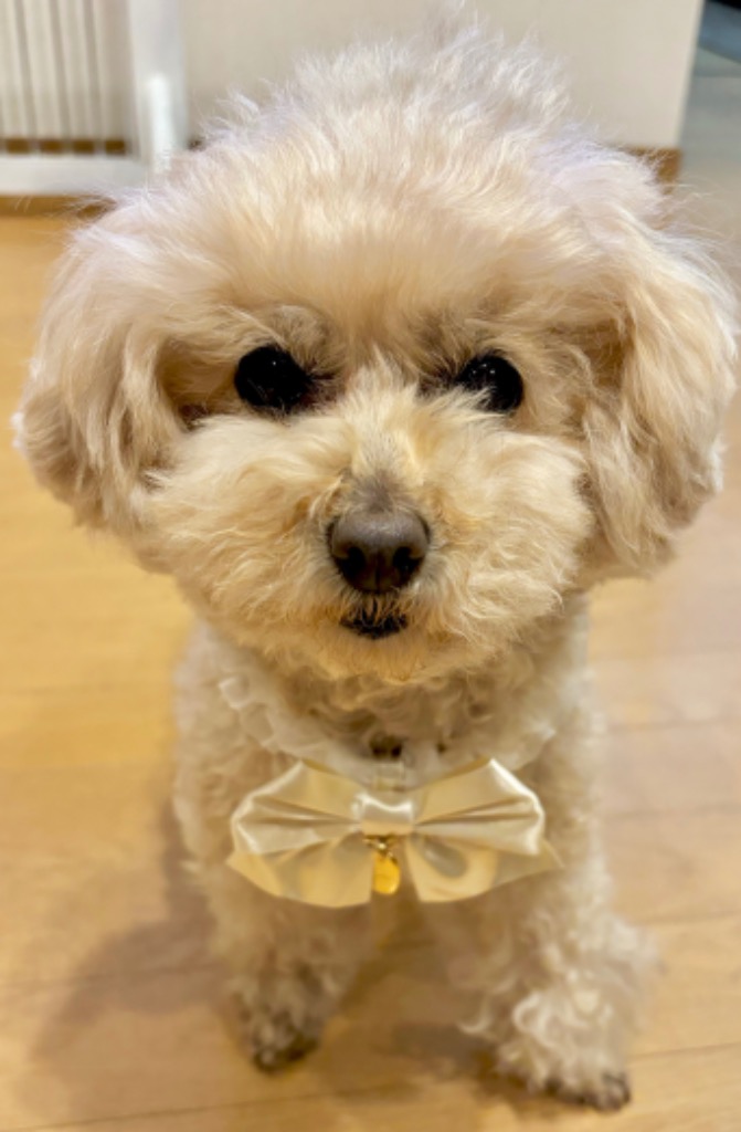 1件目のレビュー画像 | 1