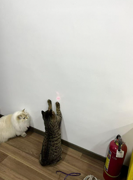 2件目のレビュー画像 | 0
