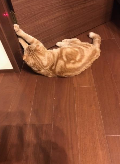 3件目のレビュー画像 | 0