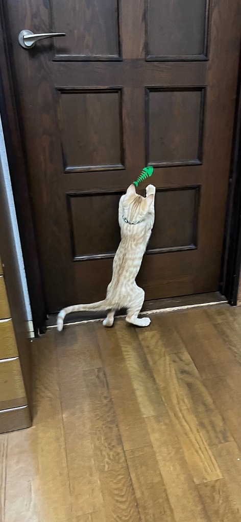 1件目のレビュー画像 | 0