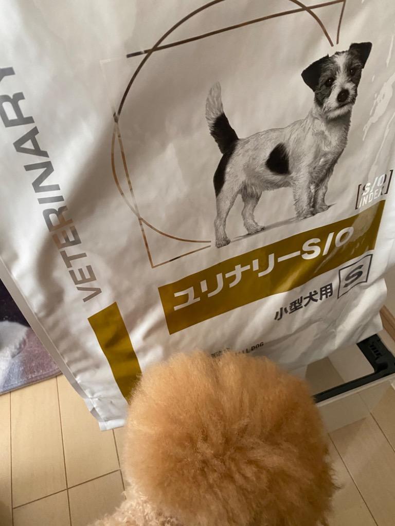 ロイヤルカナン 療法食 犬用 ユリナリーS/O 小型犬用S ドライ 8kg 