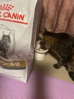 ロイヤルカナン 療法食 猫用 ユリナリーS/O オルファクトリー ライト