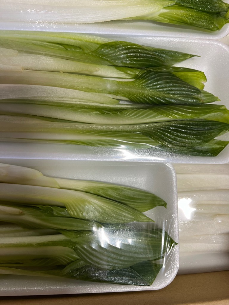 山形県産 促成 山菜 うるい 1kg (100g×10パック) 送料無料 山形県産 促成 山菜 うるい 1kg (100g×10パック) 送料無料