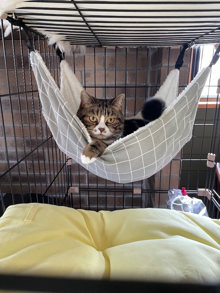 高品質なデザイン 快適 ハンモック ペット 猫 猫 ハンモック 猫用ハンモック 猫ハンモック 猫用 ケージ ベッド