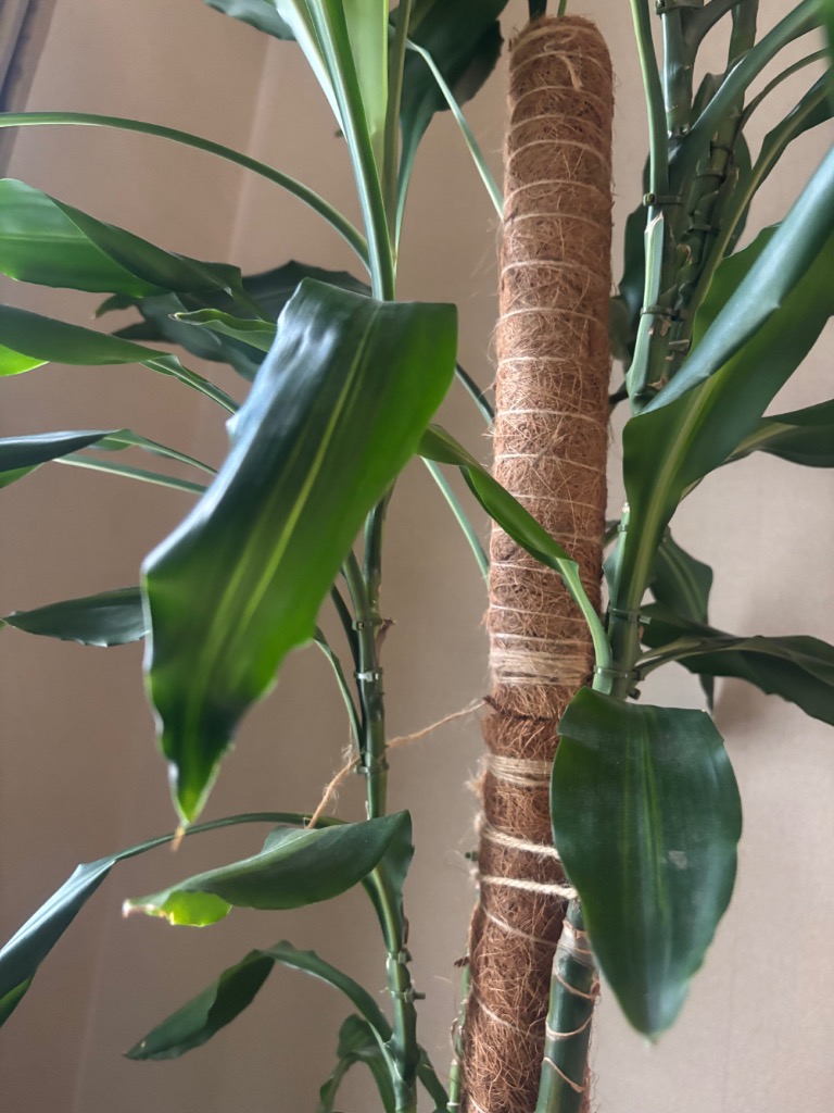 4点セット 園芸支柱 ココスティック 観葉植物 長さ30cm/40cm/50cm