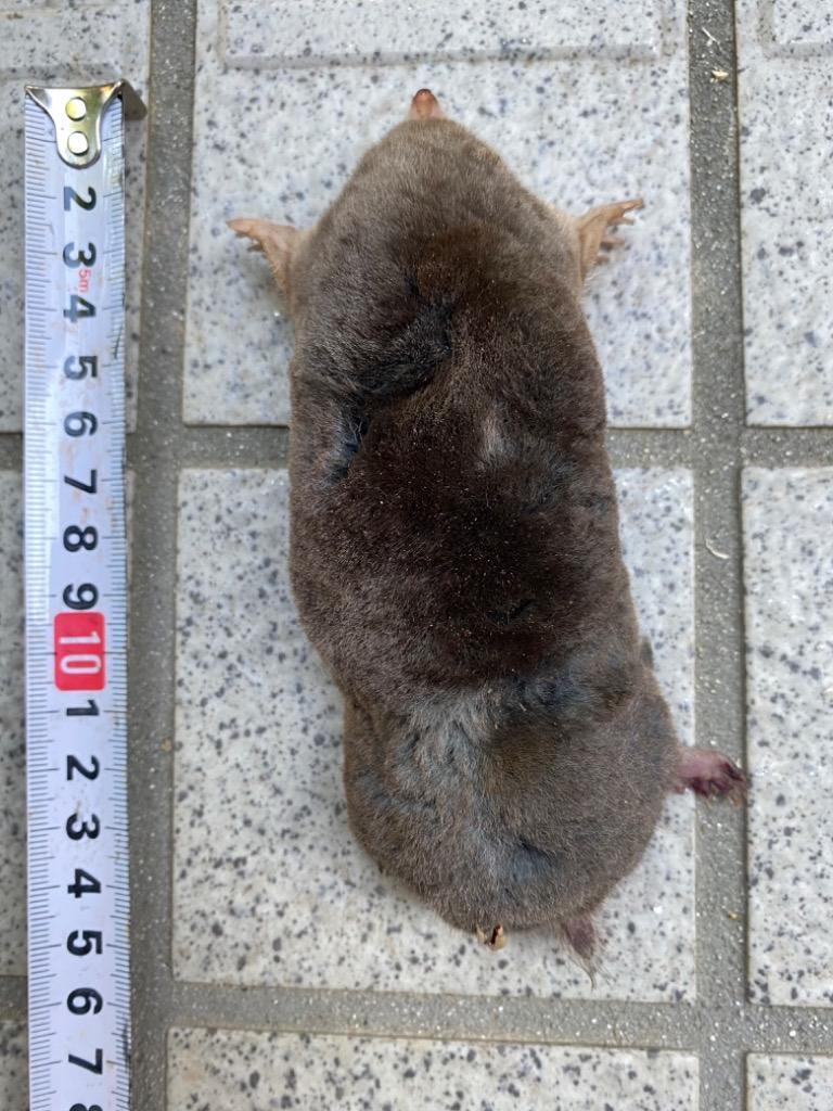 もぐら退治 モグラ駆除 モグラ捕獲 モグラトール2個セット もぐら退治 モグラ駆除 モグラ捕獲 モグラトール2個セット