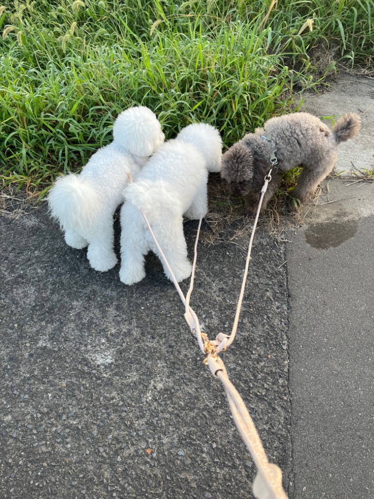 レビュー画像