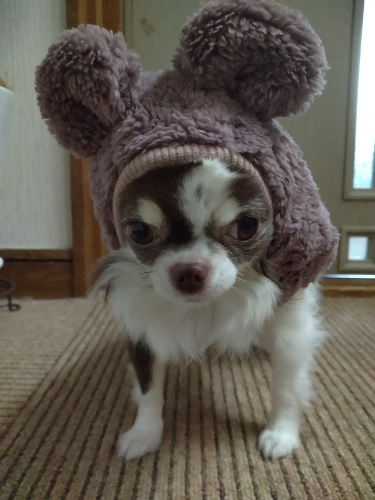 アルベロベッロ　可愛すぎる犬の顔デザイン フード付きパーカー 犬 パーカー 犬イラスト いぬ かわいい トイプードル犬 明日から