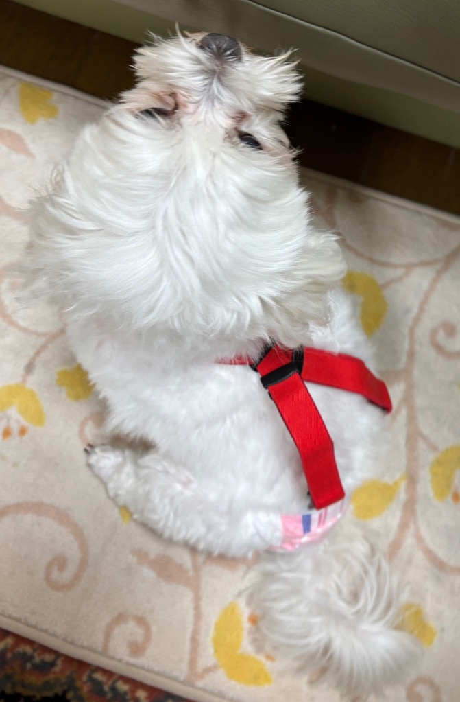 全体のレビュー画像 | 2-1