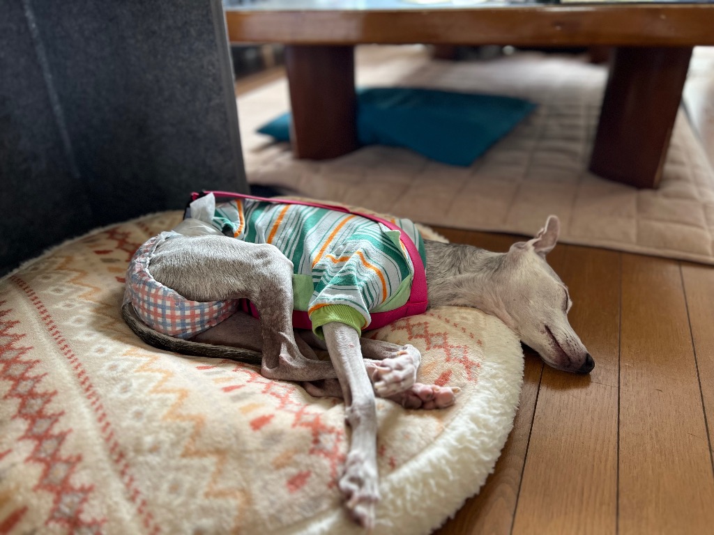 全体のレビュー画像 | 1-0