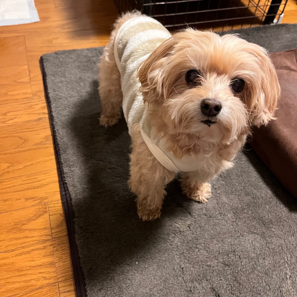 1件目のレビュー画像 | 1