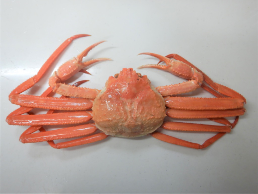 全体のレビュー画像 | 1-0