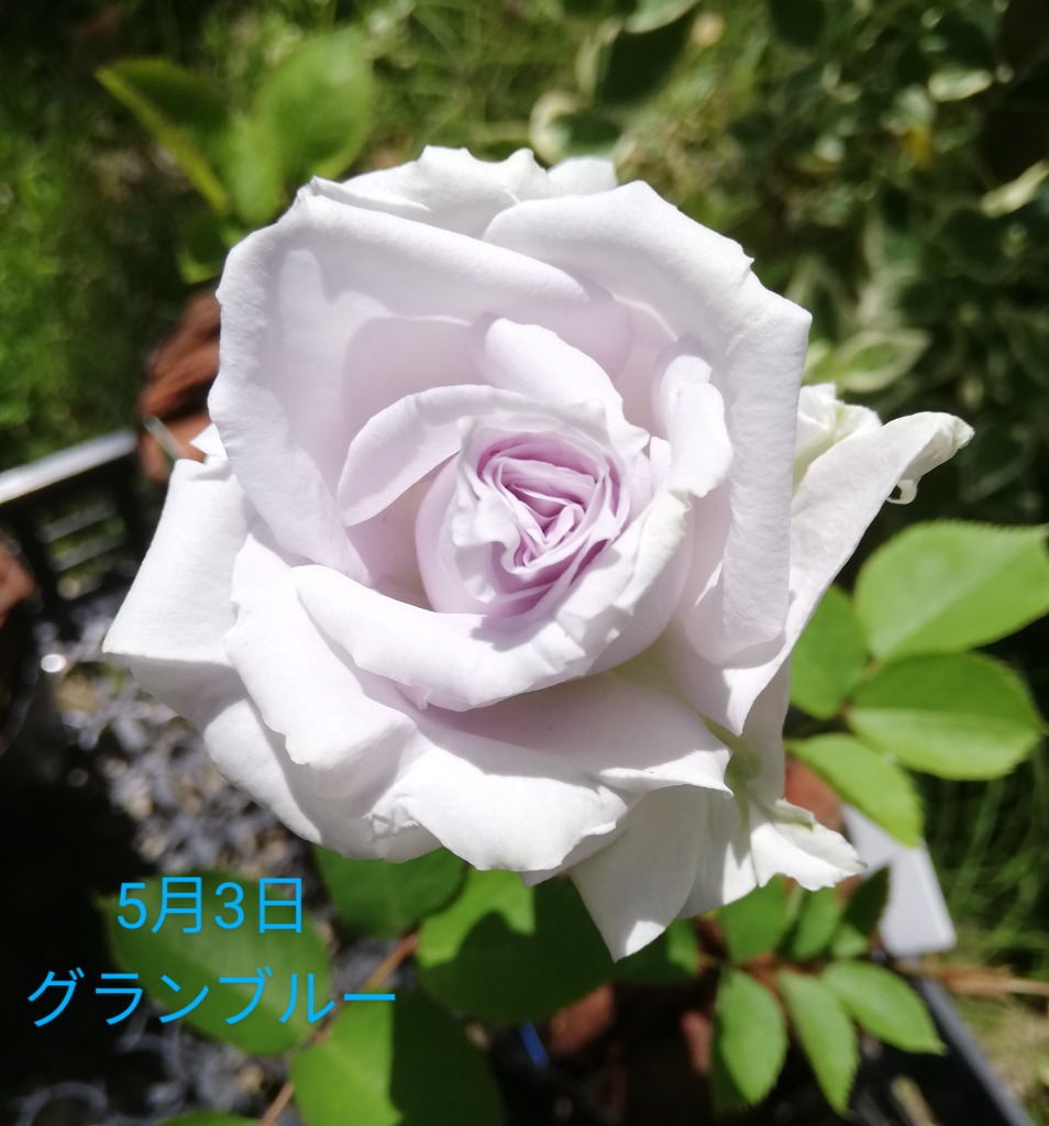 「」 切り花品種バラ苗　レアバラ 　4点 切り花品種バラ苗 レアバラ イヴシオ♡ - メルカリ