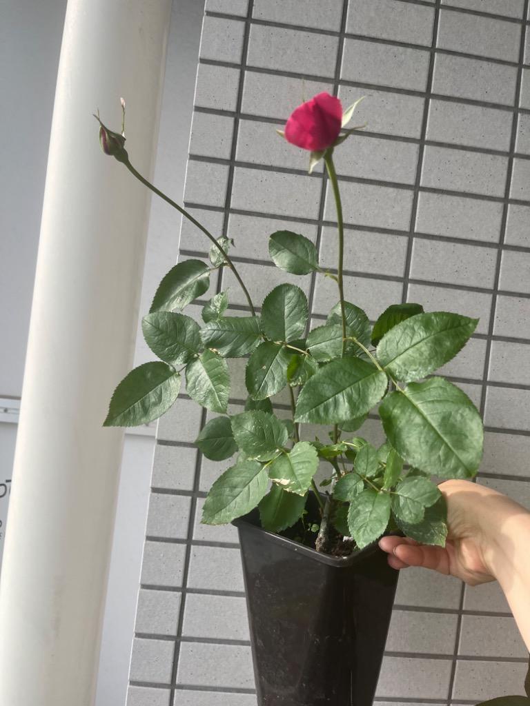 切花品種　人気イブ系　ネオシセロ　バラ苗 切花品種 人気イブ系 ネオシセロ バラ苗