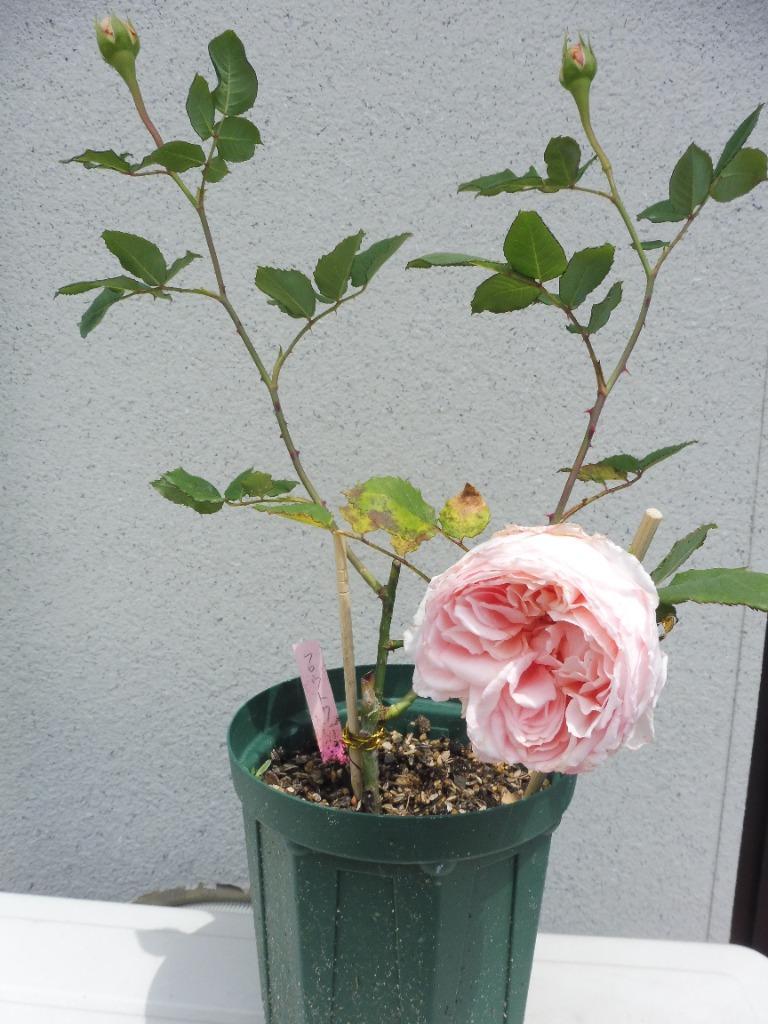 バラ花苗　切り花品種　和薔薇　ひらり　蕾あり　接ぎ木苗 バラ苗 スプレー咲 spkn28-31 4号 今井清作出 切り花品種接ぎ木
