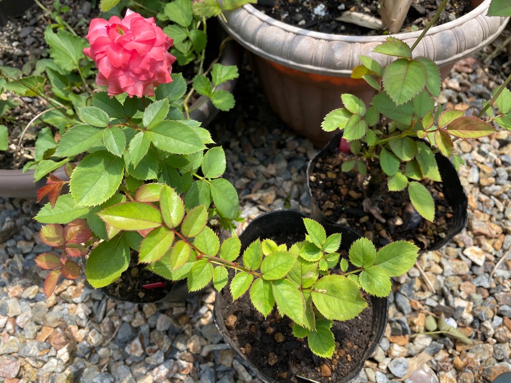 ♡KIRA様♡ご予約　バラ苗 2023年バラ苗予約販売】ひこぼし(販売終了) | 花＆グリーン 通販