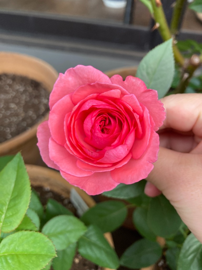 週末セール！そろそろ終了！超強香！新品種のブルー系バラ苗　入手困難！切り花品種 そろそろ終了！超強健強香！巨大輪！切り花品種 バラ苗 - メルカリ