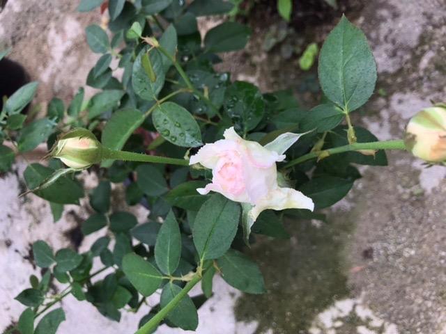 バラ苗 強香 イブ系 kn30-23 4号 今井清作出 切り花品種接ぎ木（植え