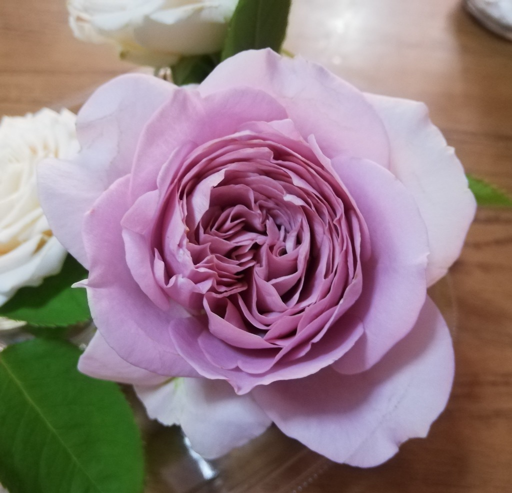 バラ花苗 切り花品種 和薔薇 シラタマ 蕾あり 接ぎ木苗 - メルカリ