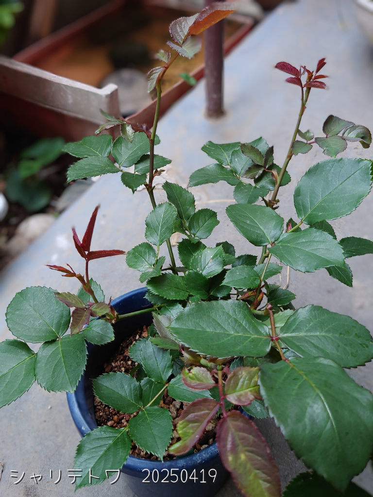 バラ花苗　切り花品種　和薔薇　ひらり　蕾あり　接ぎ木苗 商品 – タグ 