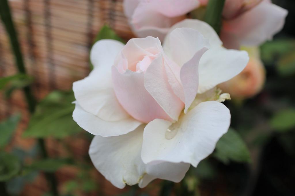 レア　切花品種 接木新苗　/彪/絞り/蕾２個付き/4号ロング レア 切花品種 接木新苗 /彪/絞り/蕾2個付き/4号ロング