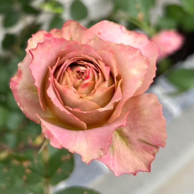 バラ花苗　切り花品種　和薔薇　しすい　蕾あり　接ぎ木苗 バラ苗 テナシス4号 今井清作出 切り花品種接ぎ木（植え替えず