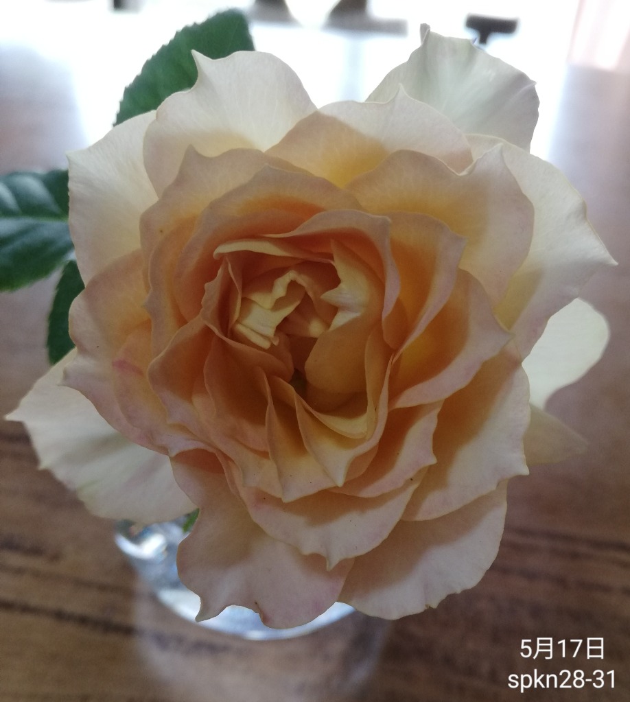 切花バラ苗ニ苗 バラ苗 スプレー咲 spkn28-31 4号 今井清作出 切り花品種接ぎ木