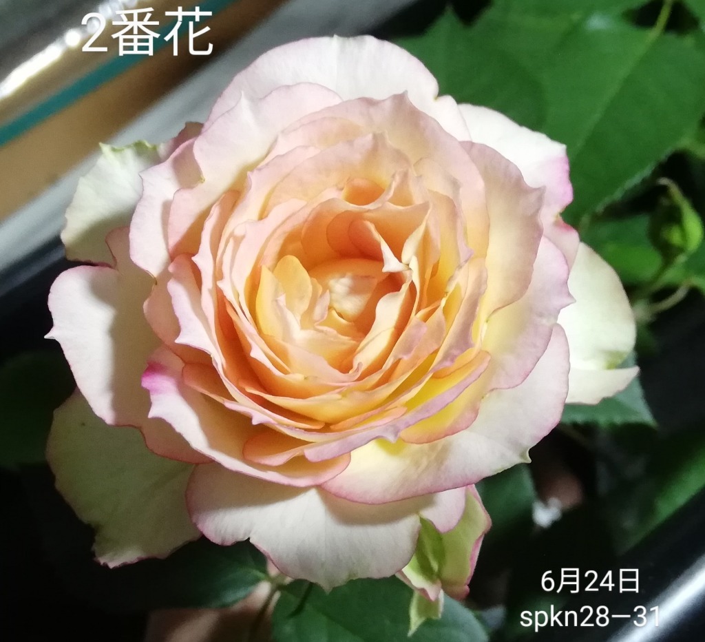 バラ苗 スプレー咲 spkn28-31 4号 今井清作出 切り花品種接ぎ木