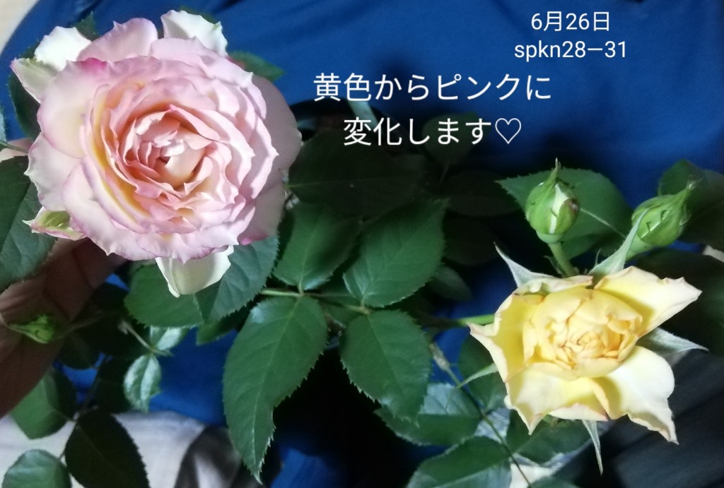 切り花品種バラ苗 レアバラ - 花最高 の