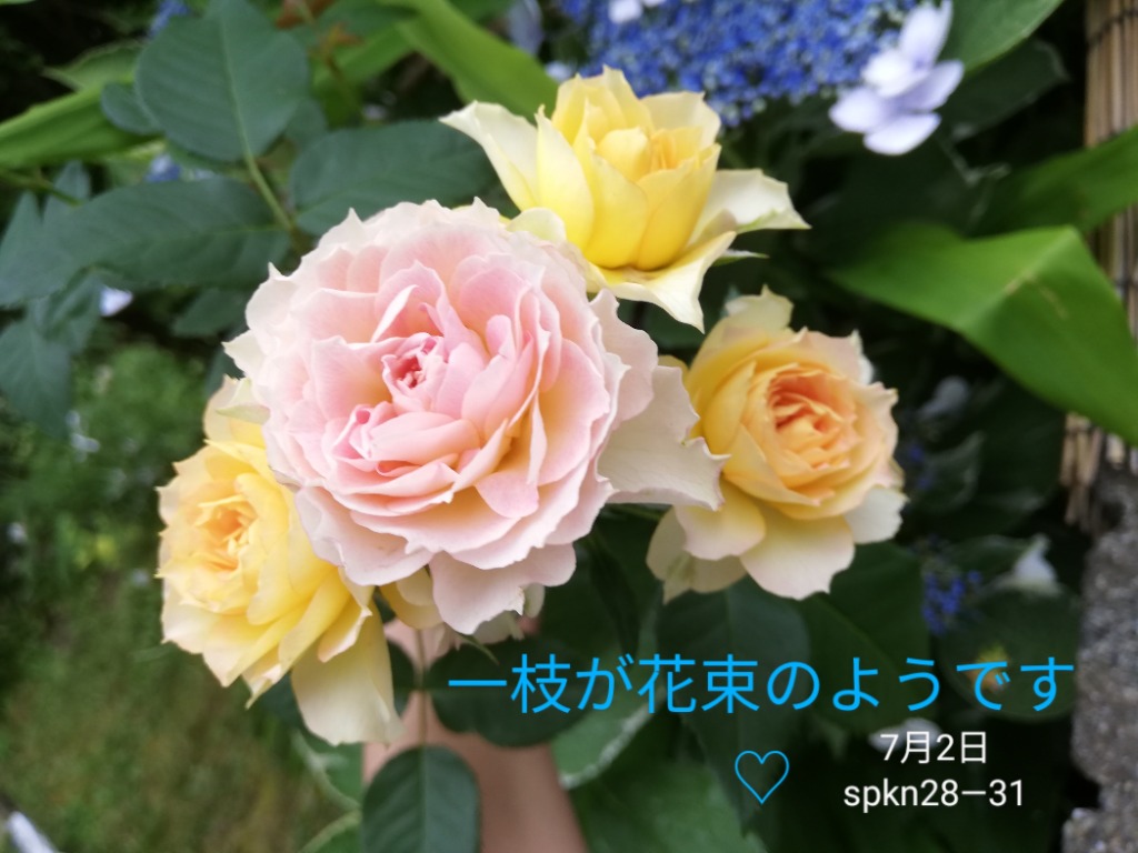 バラ苗 スプレー咲 spkn28-31 4号 今井清作出 切り花品種接ぎ木