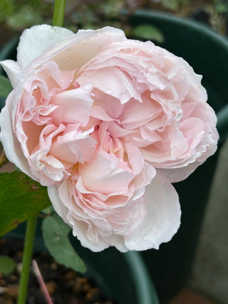 バラ苗 ココット（プリティーニーナ淡ピンク）4号 今井清作出