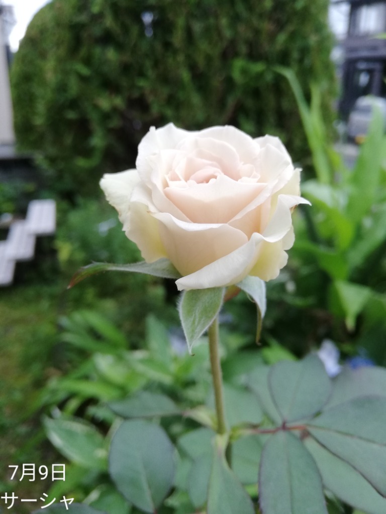 バラ苗 強香 サーシャ4号 今井清作出 切り花品種接ぎ木（植え
