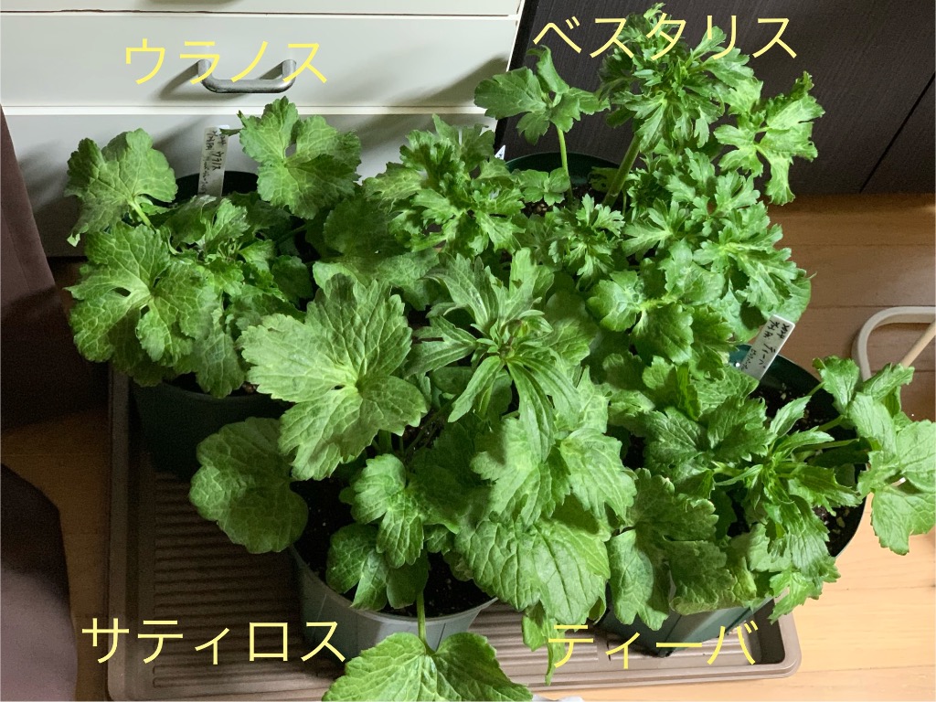 ラナンキュラス ラックス サティロス3.5号ロングポット1株 ラナンキュラス ラックス サティロス3.5号ロングポット1株
