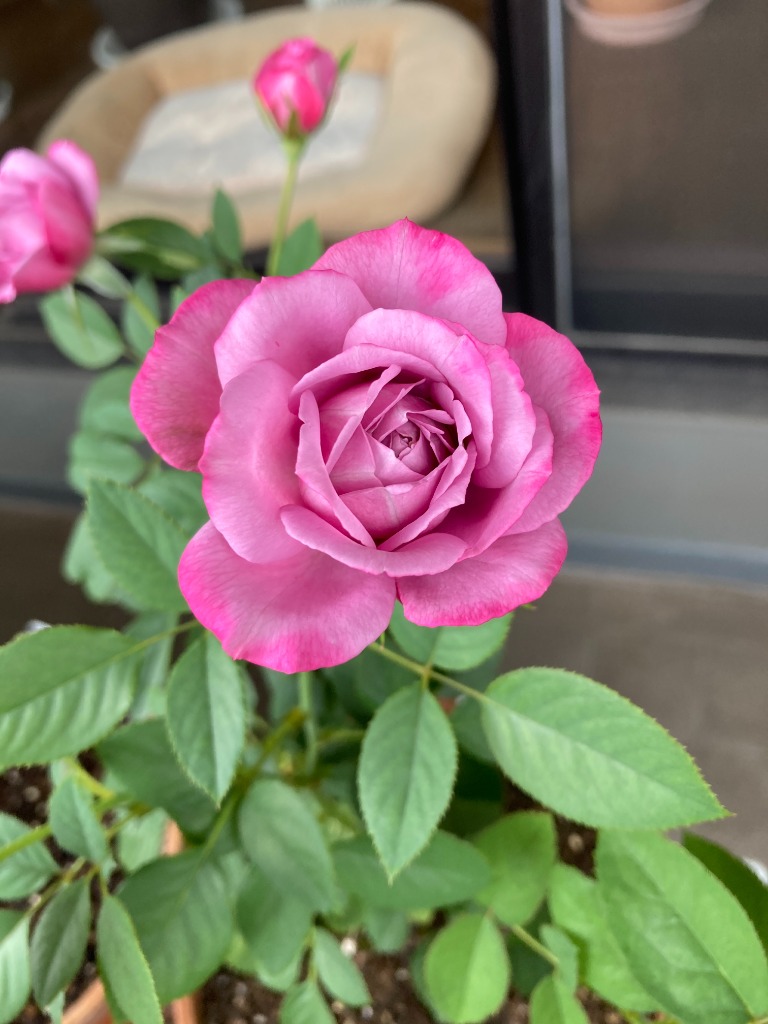 バラ苗 強香 パヒューパープル4号 今井清作出 切り花品種接ぎ木