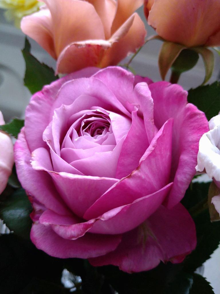 バラ苗 強香 パヒューパープル4号 今井清作出 切り花品種接ぎ木