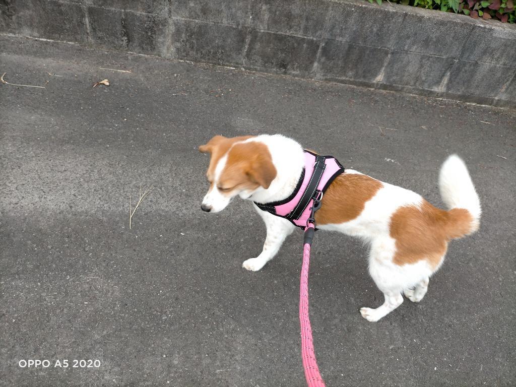 2件目のレビュー画像 | 0