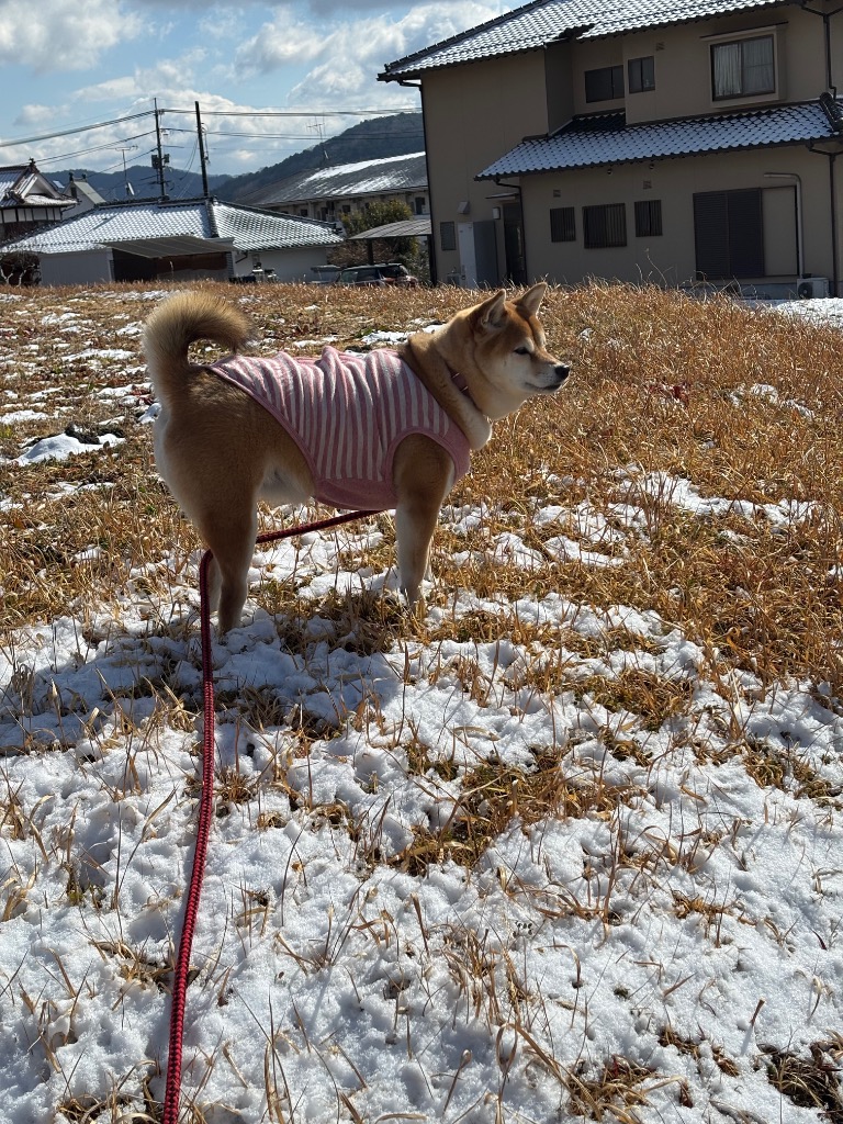 1件目のレビュー画像 | 0