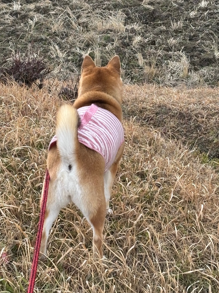 2件目のレビュー画像 | 0