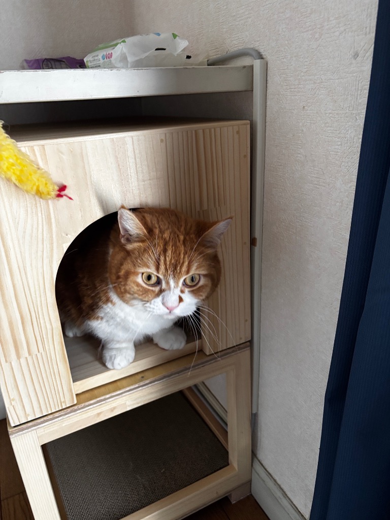 キャットハウス 木製 ねこハウス にゃんこハウス箱型ラージサイズ