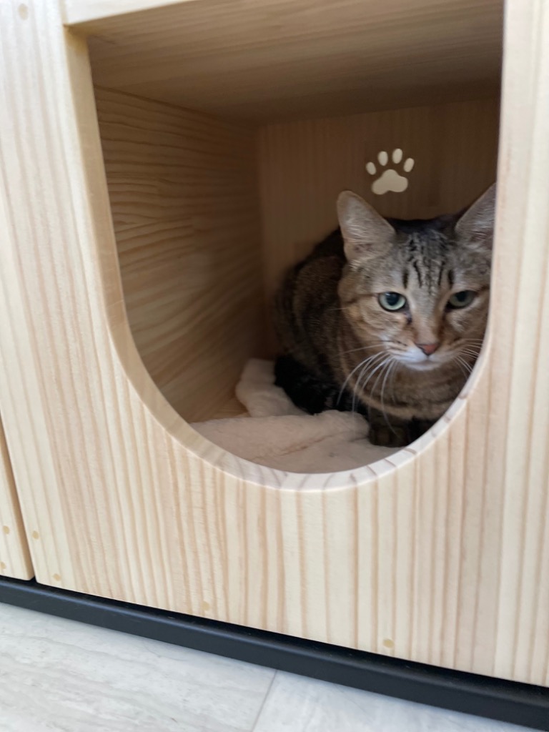 キャットハウス 木製 ねこハウス にゃんこハウス箱型ラージサイズ