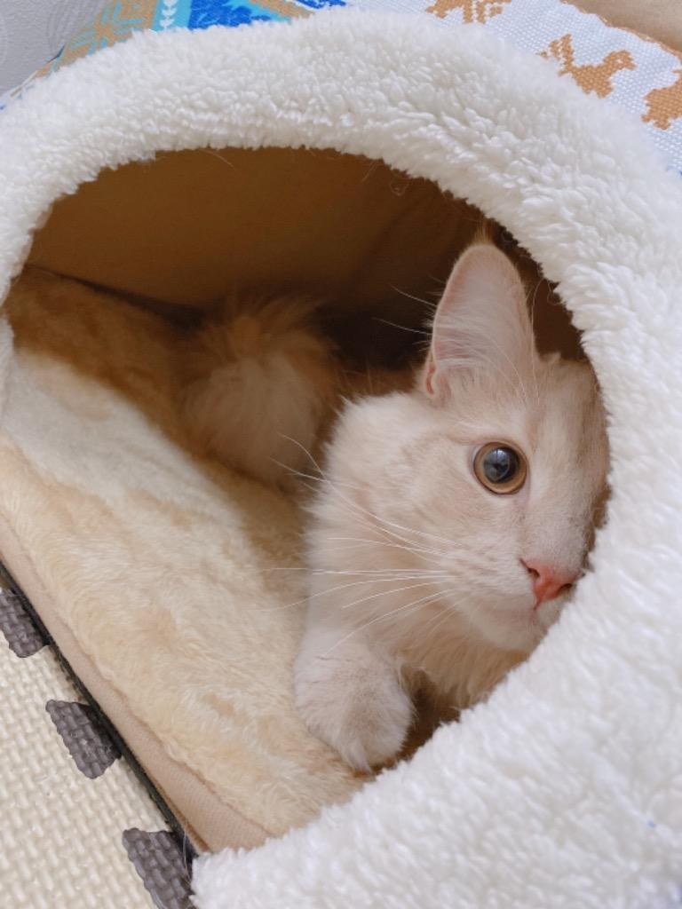 Gy 直径60 Happihausu 猫用 犬用ベッド 暖かいマット 猫 こたつ ベッドペッド 消臭 保温性の良い 秋冬使用 ふ 買い物