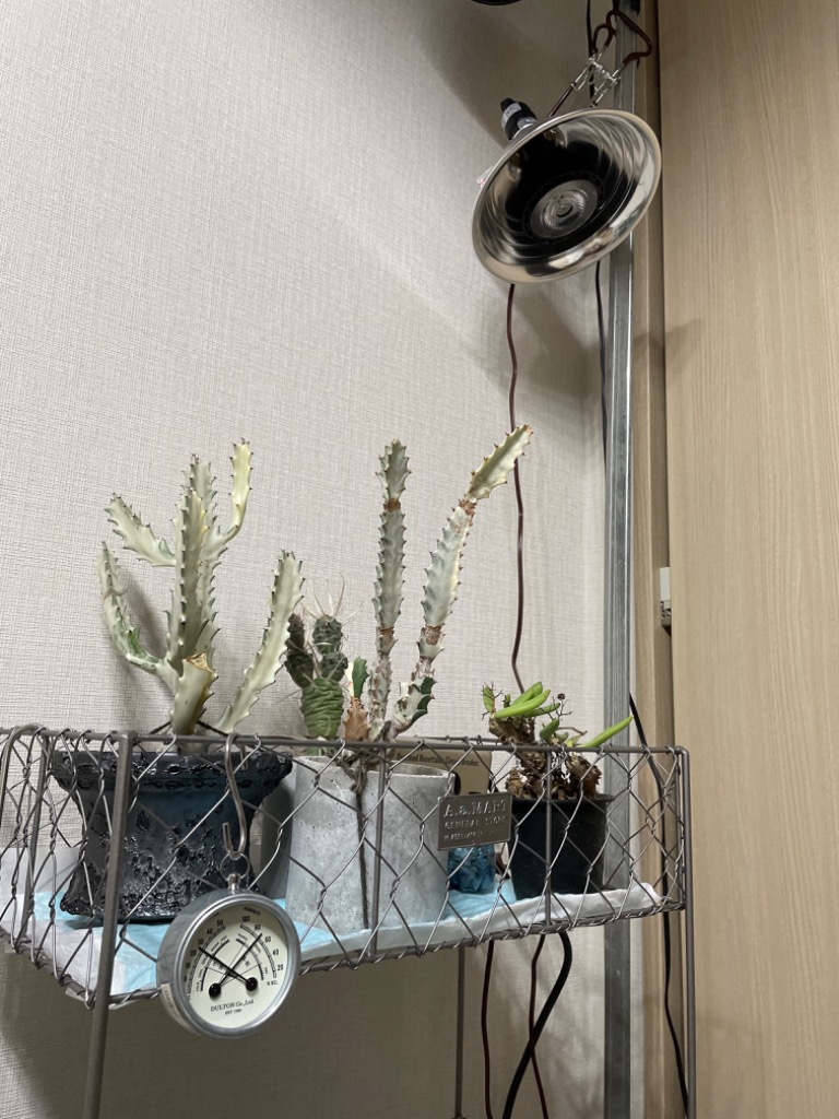 1件目のレビュー画像 | 0