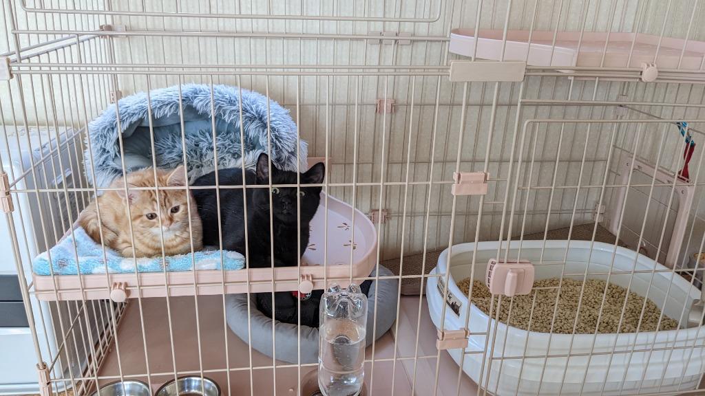 送料無料 猫ケージ キャットケージ 2段 ペット 広々 スチール製