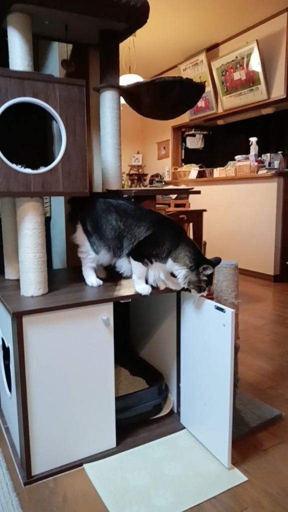 送料無料 キャットタワー 猫タワー 猫用キャビネット 猫トイレ 送料無料 キャットタワー 猫タワー 猫用キャビネット 猫トイレ