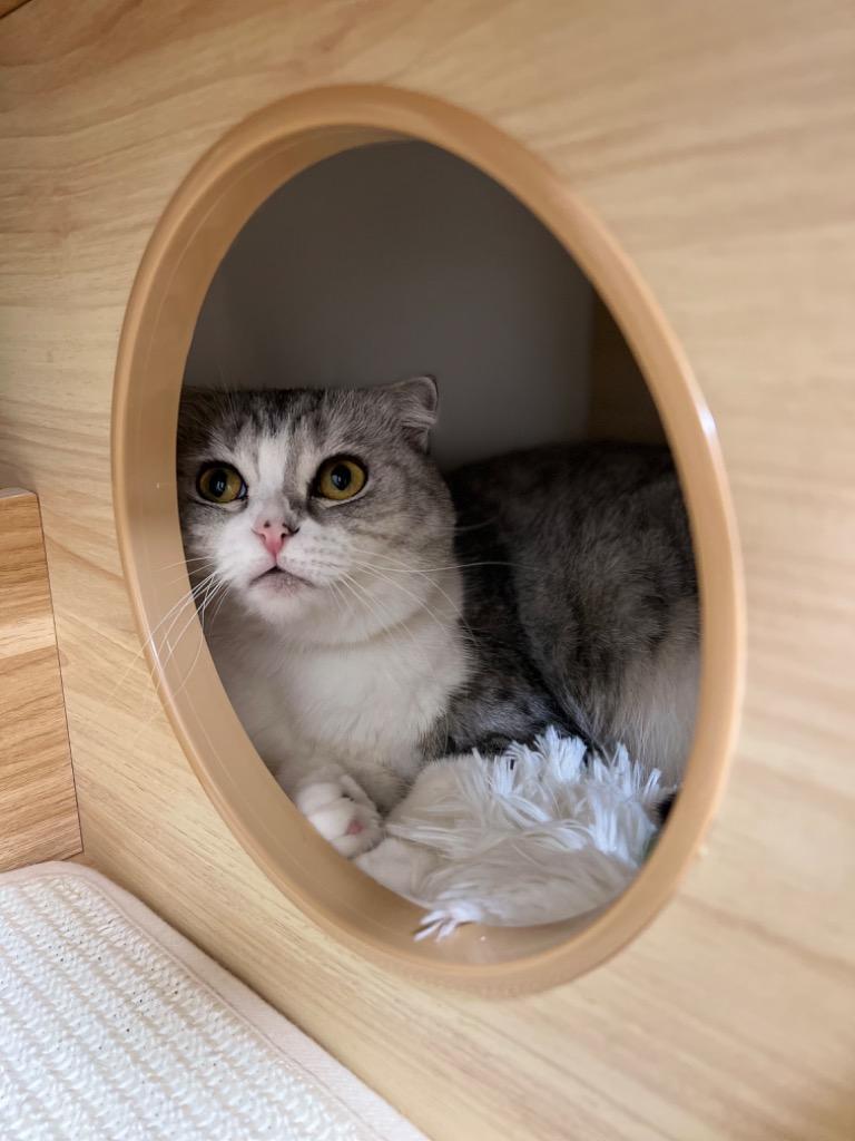 送料無料 キャットタワー 木製 猫タワー 木目調 多頭飼い