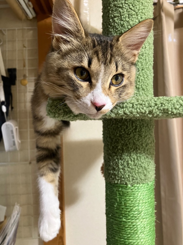 送料無料 キャットタワー 突っ張り サボテン つっぱり 極太 多頭