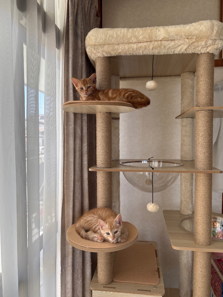 キャットタワー 木製 スリムデザイン 大型猫用 老猫や肥満猫 多頭飼い対応 送料無料 キャットタワー 木製 木目調 スリム 据え置き 大型猫